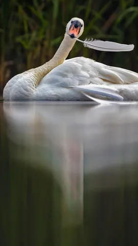 疣鼻天鹅