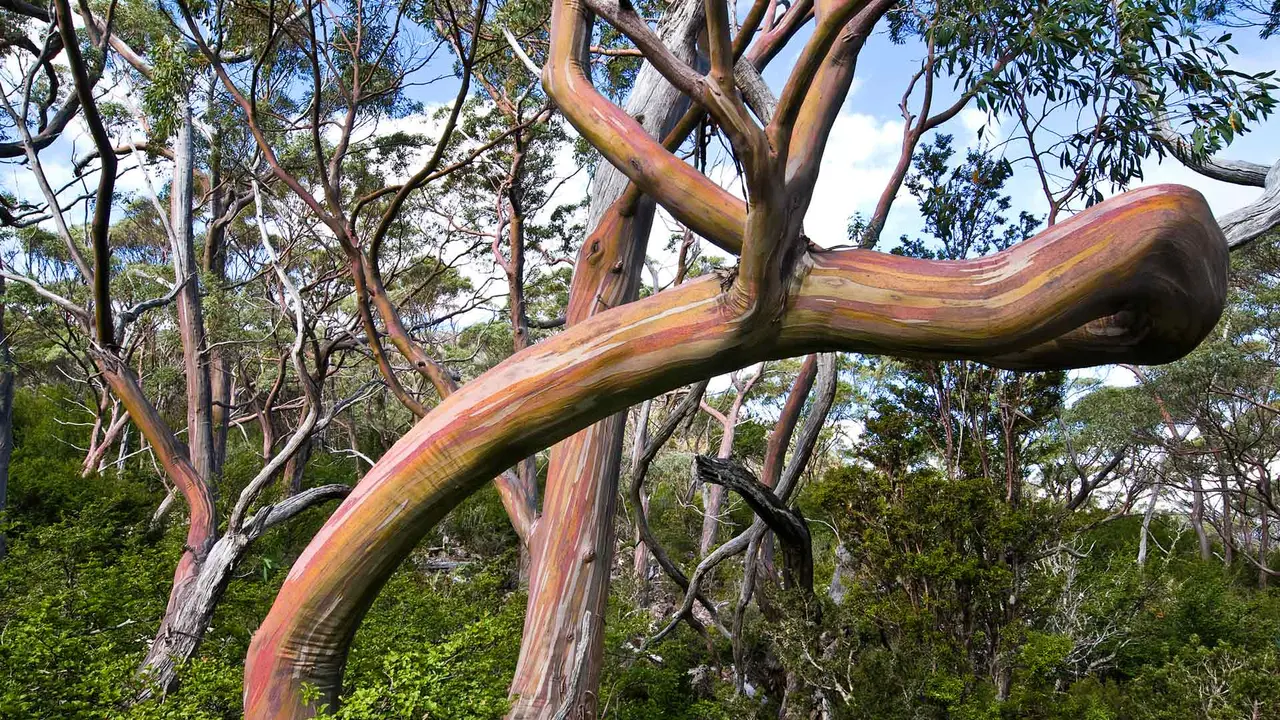 A beacon of biodiversity