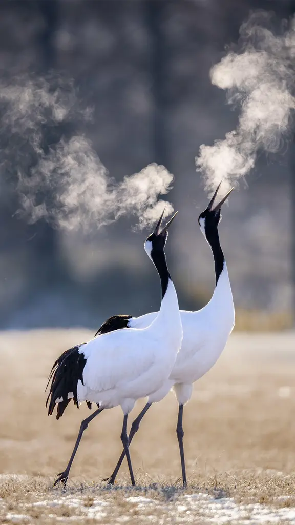 Due cuori e una risata