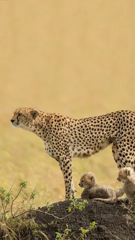 机敏可爱的捕猎高手