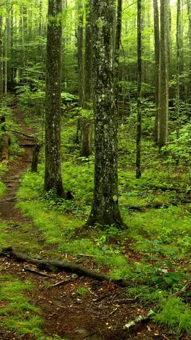 Le tr&eacute;sor naturel au Tennessee