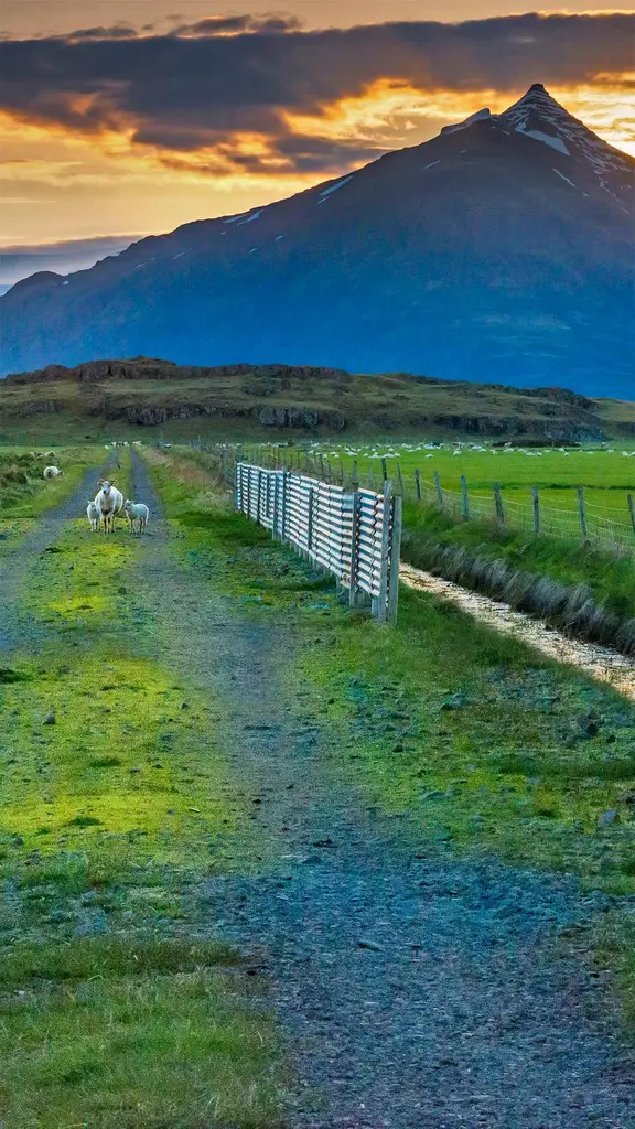 今天冰岛人在庆祝什么?