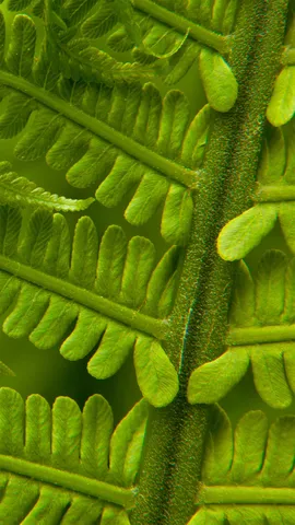 春日里的荚果蕨细节图，华盛顿州