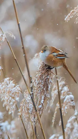 Fl&uuml;gel der Treue