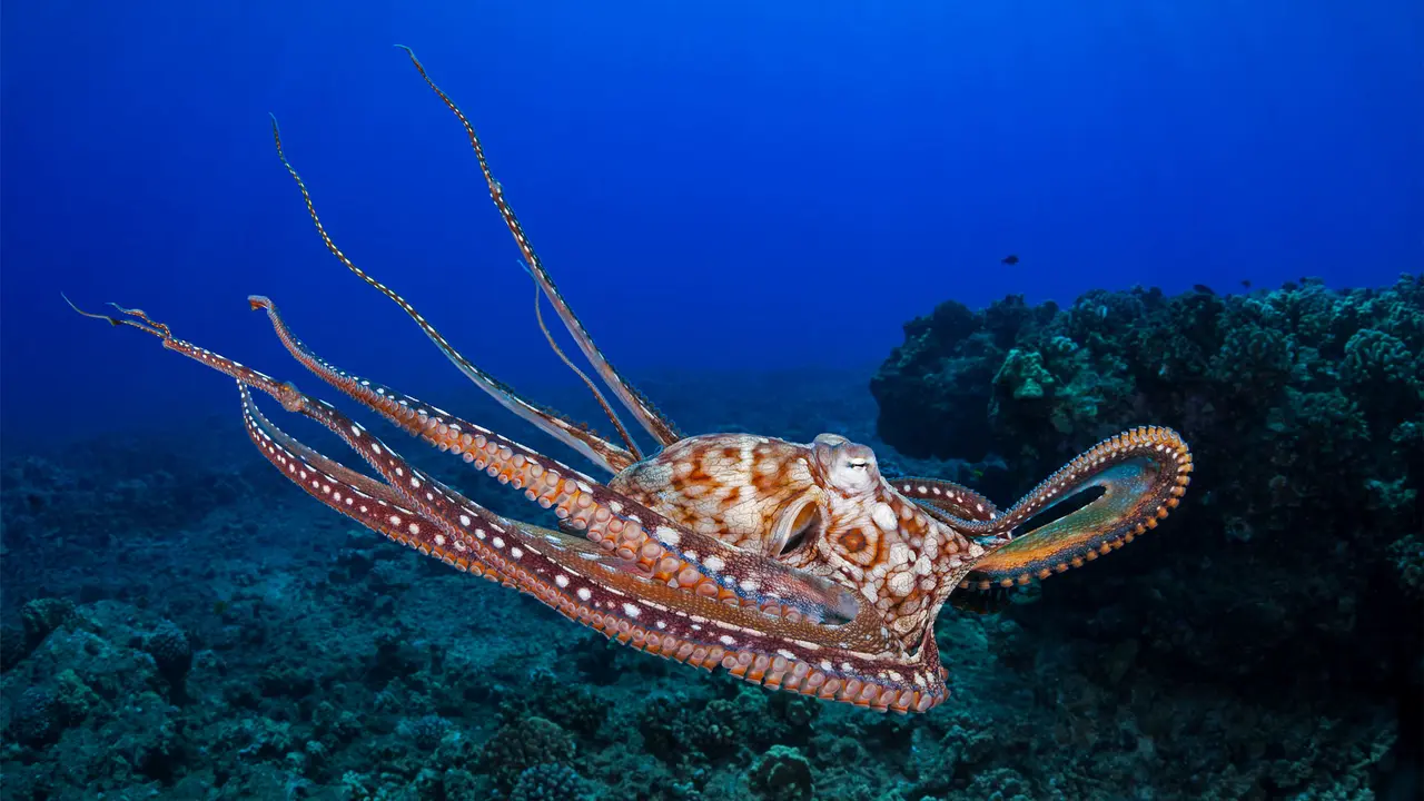 Day octopus, Maui, Hawaii, United States