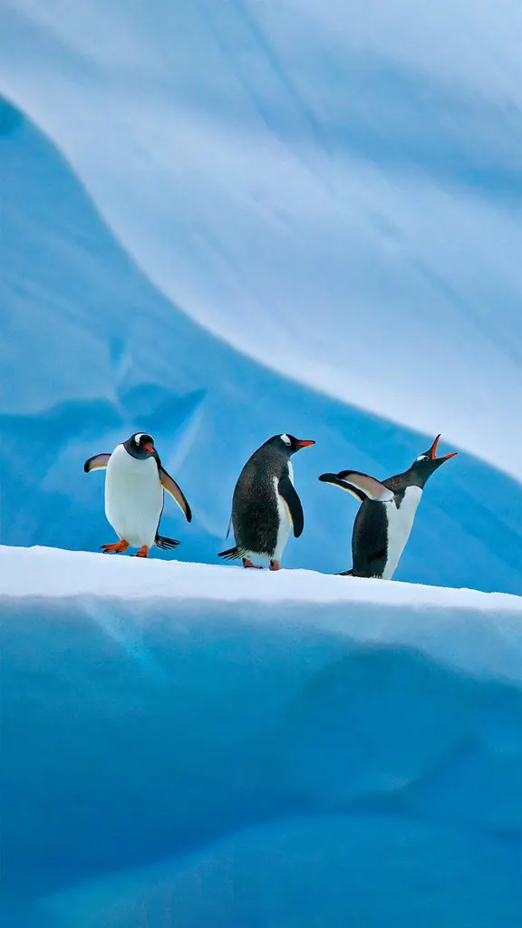 南极洲的巴布亚企鹅