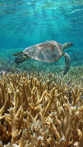 今日は米国絶滅危惧種保護法制定の日