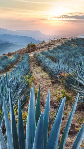Field of blue agave near Tequila, Jalisco, Mexico