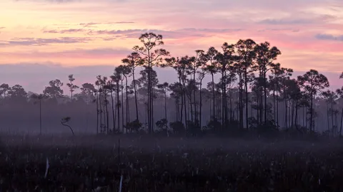 Le plus grand &eacute;cosyst&egrave;me subtropical am&eacute;ricain