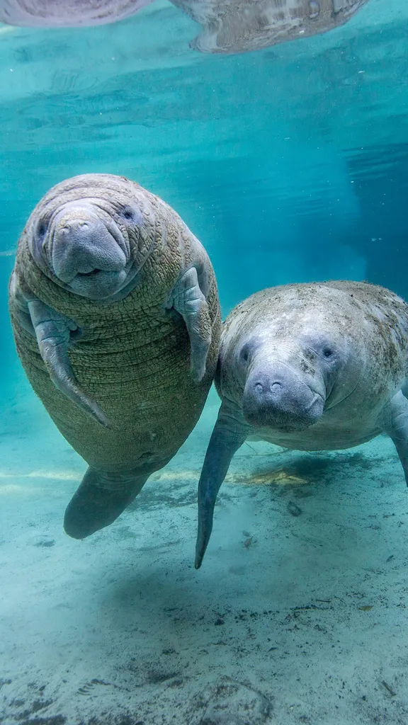 海牛的秘密生活