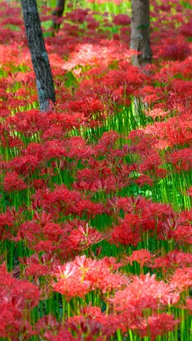 今日は秋分の日