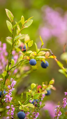 A dose of antioxidants