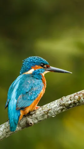 &Agrave; la rencontre du p&ecirc;cheur aux ailes de saphir