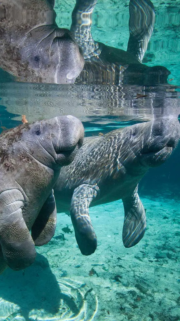 &iquest;Sirenas o vacas marinas?