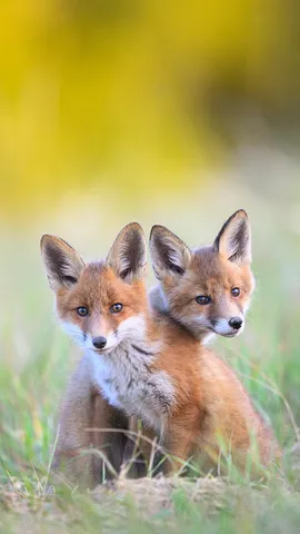 Plotting paws