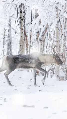 サンタクロースの相棒