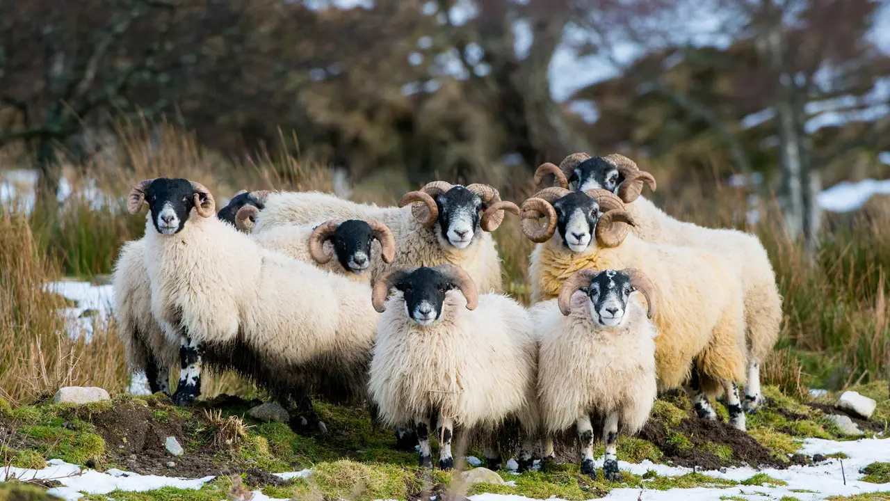 Von wegen schwarzes Schaf