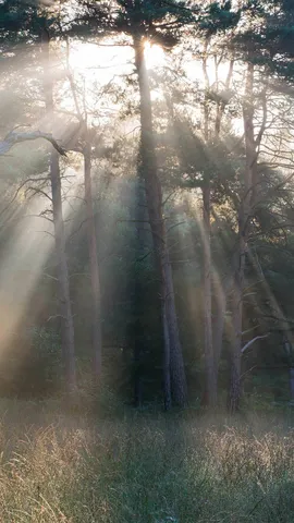 Lost in the Hundred Acres