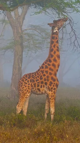 纳库鲁湖国家公园中的罗氏长颈鹿，肯尼亚