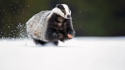 Pas si &laquo; blaireau &raquo;, le blaireau !