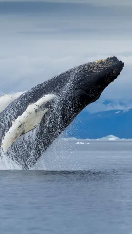 Jumping off the endangered list