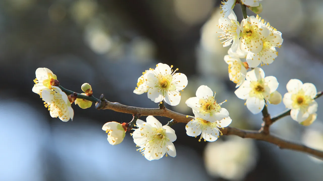 今日から水戸の梅まつり