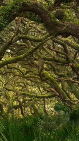 海岸静谧，野性依旧