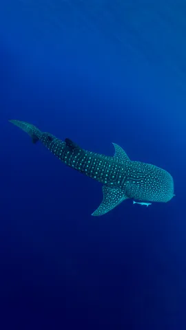 Being gentle to the giants