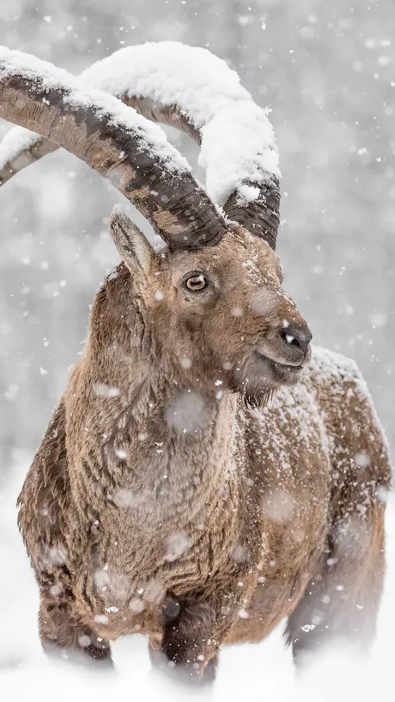 Che grandi corna congelate!