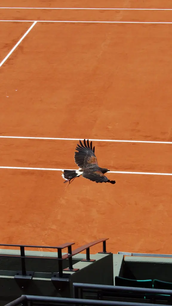 Le faucon veille sur la terre battue