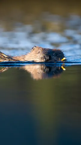 Biber vs. Bieber: Wer ist putziger?
