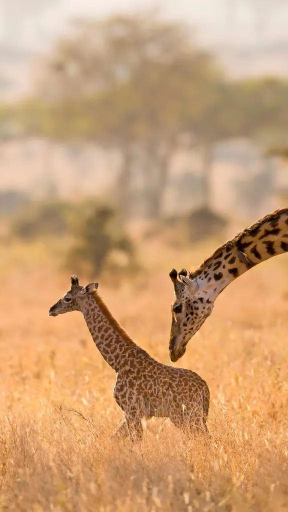 Eleg&acirc;ncia em extin&ccedil;&atilde;o
