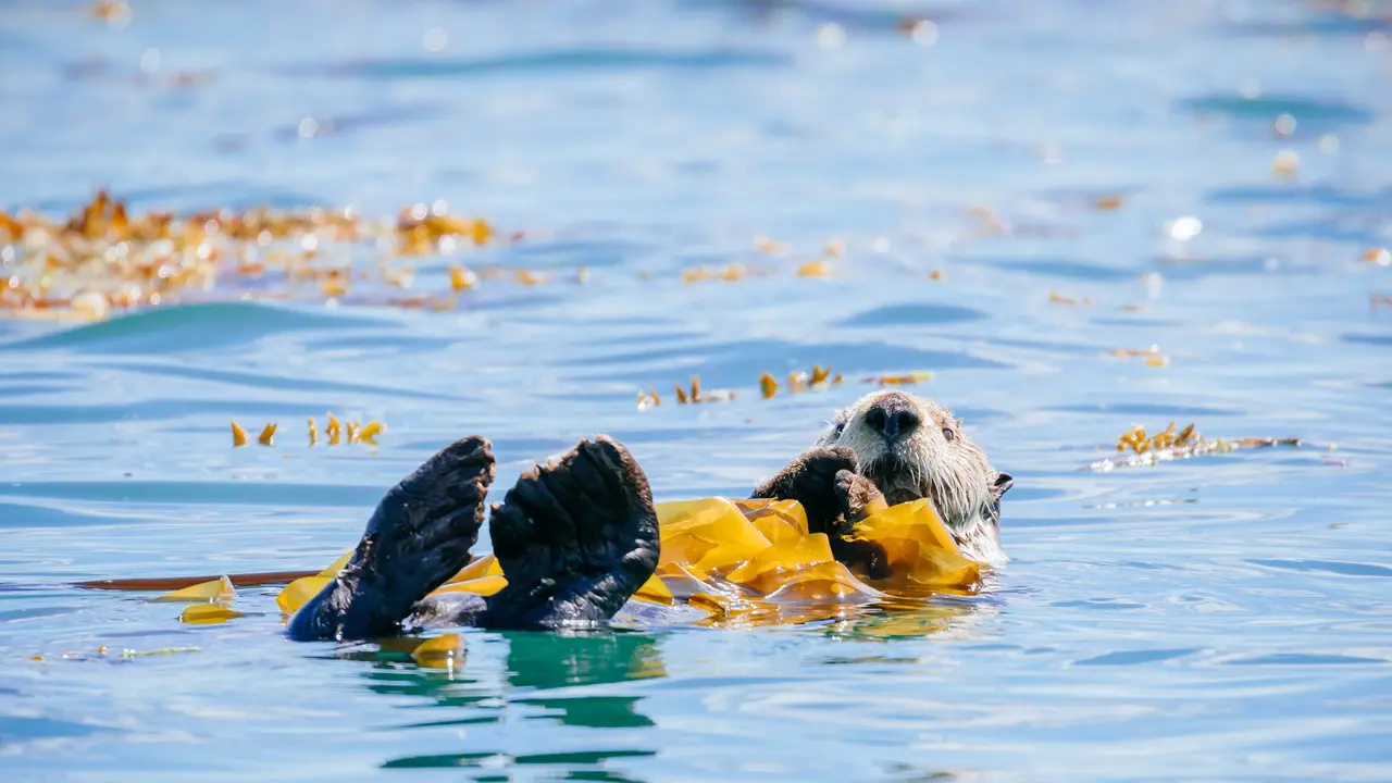 &iquest;Qui&eacute;n es este peque&ntilde;o mam&iacute;fero marino?