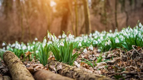 Der Fr&uuml;hling erwacht