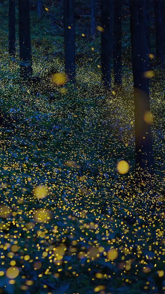 日南市的萤火虫，日本鸟取县