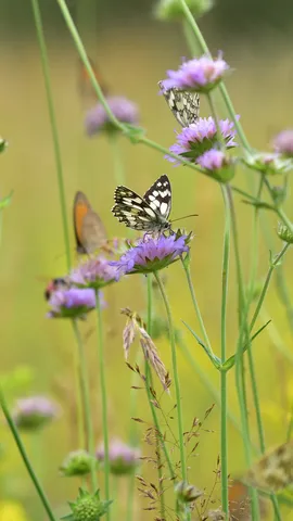 Flutuando como uma borboleta