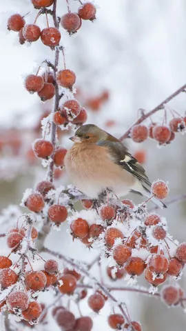 Chama de vida em meio a neve