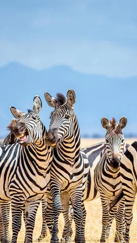 A day for cousins of every stripe