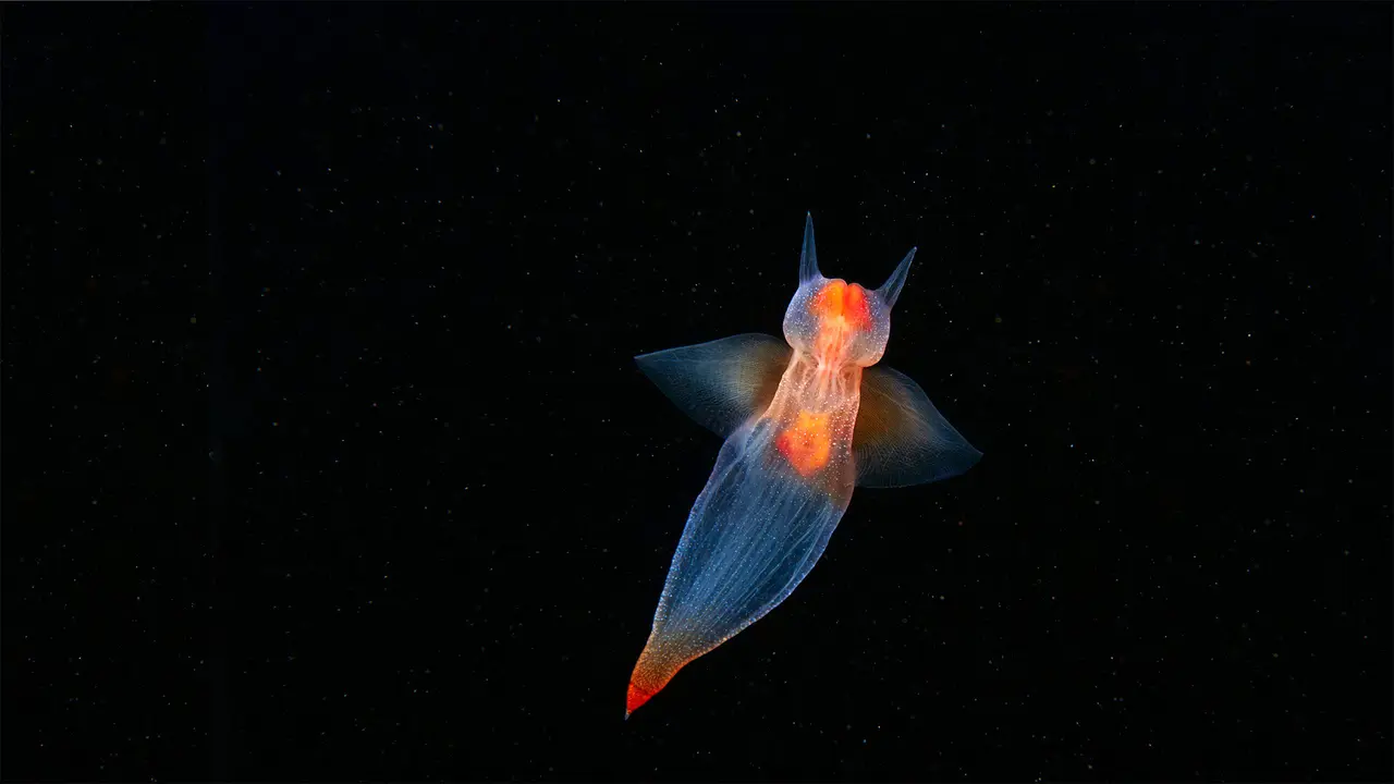 海洋天使