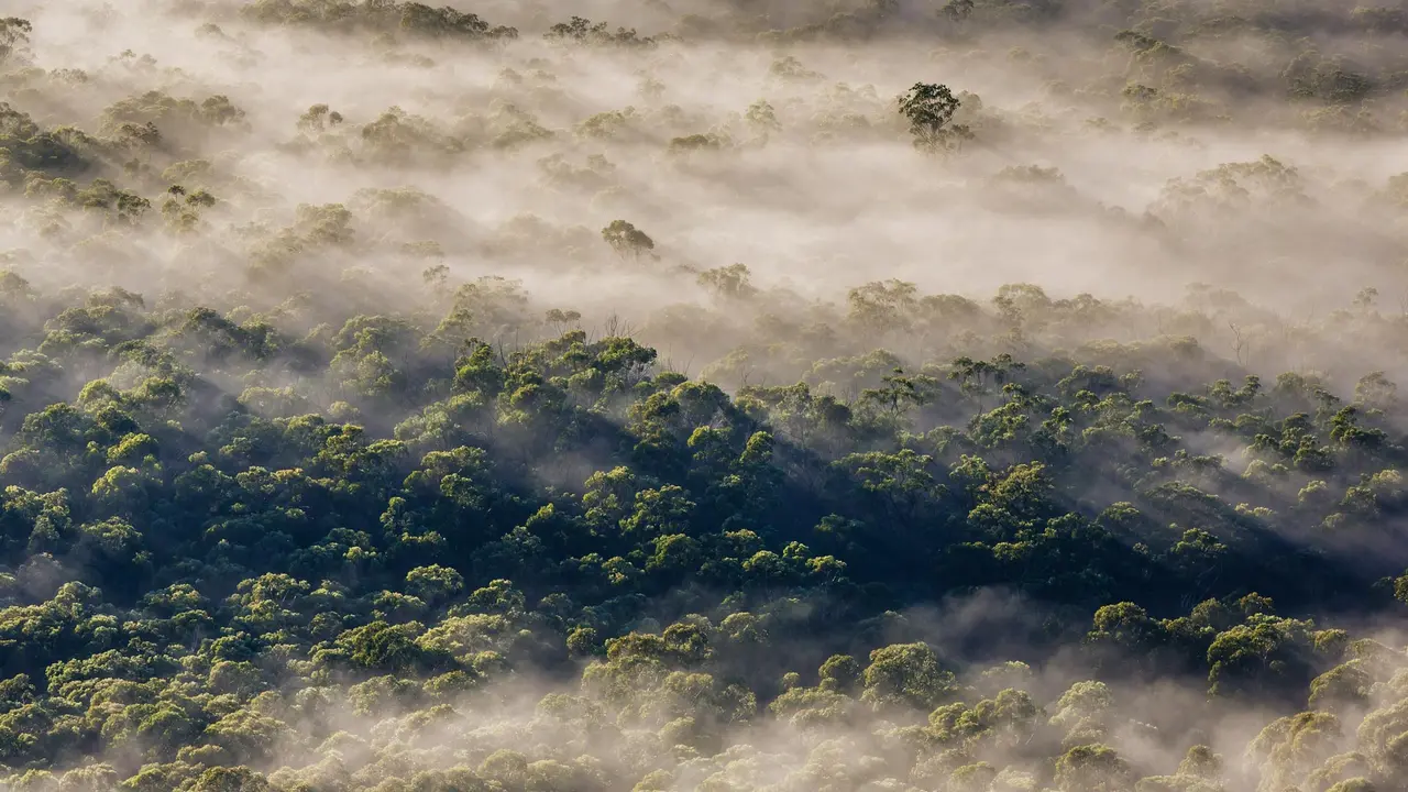 ユーカリの木が織りなす絶景
