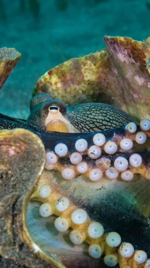 Une pieuvre de g&eacute;nie !
