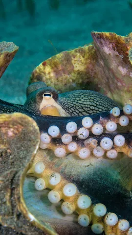 Need some shell-ter?