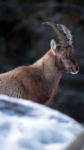 Majest&eacute; alpine