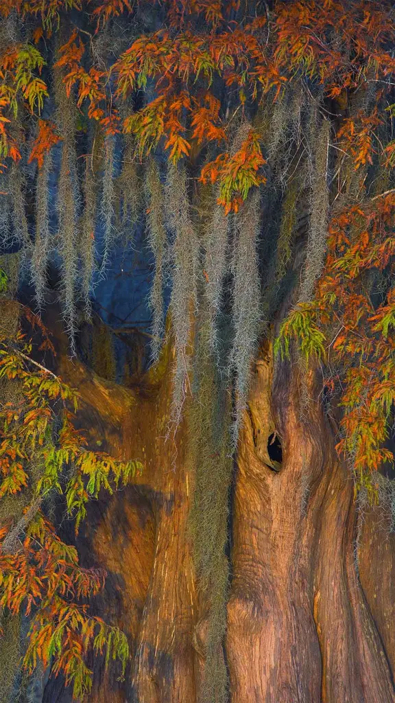 阿查法拉亚盆地的秃柏和西班牙苔藓，路易斯安那州