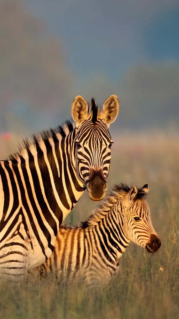 &iexcl;Posa y no te rayes!