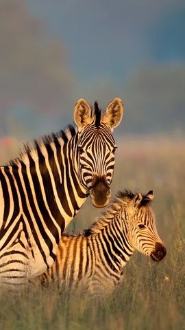 A strisce bianche e nere