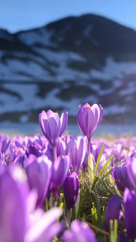 Purple crocus flowers, Seven Rila Lakes, Bulgaria