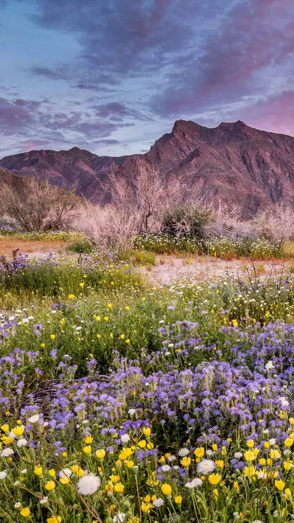 Where is this colorful desert?