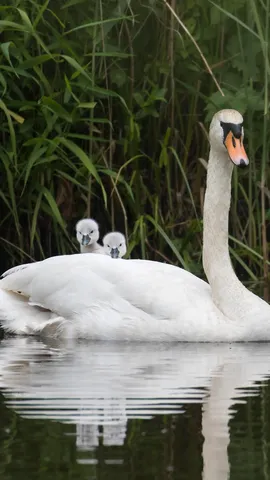 Mute swan with chicks, Hesse, Germany