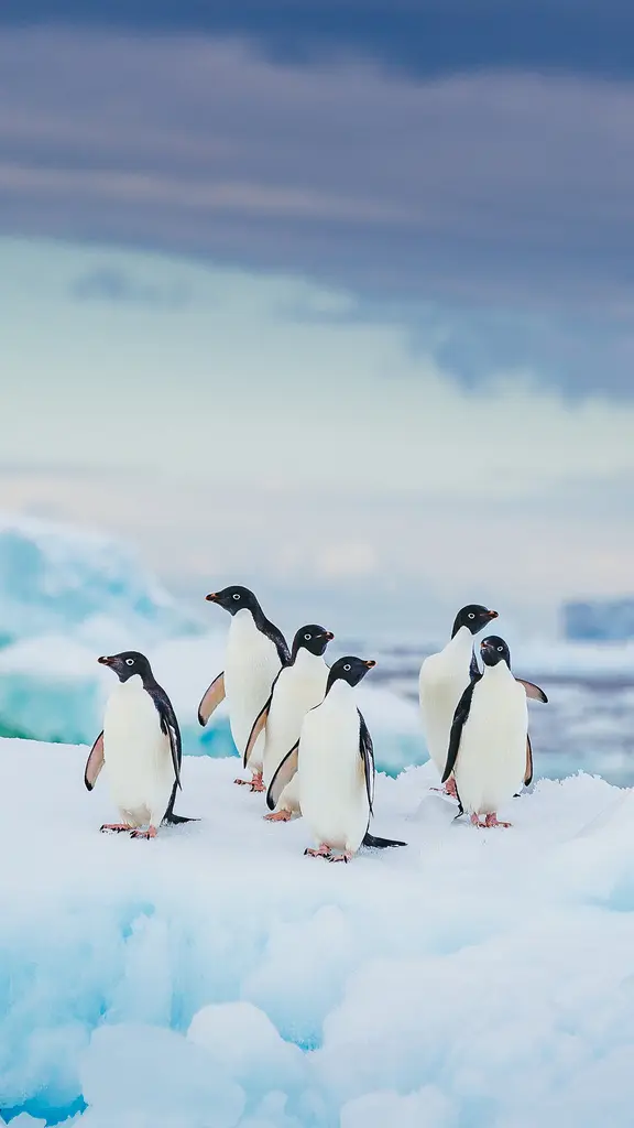 在浮冰上休闲放松